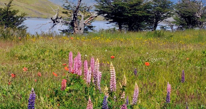 Chile